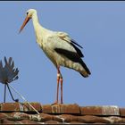 Storch auf dem Dach