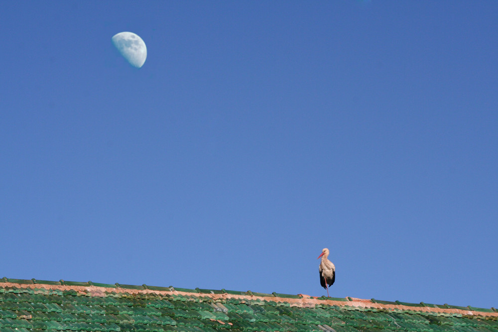Storch auf dem Dach mit Mond in Marokko
