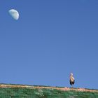 Storch auf dem Dach mit Mond in Marokko