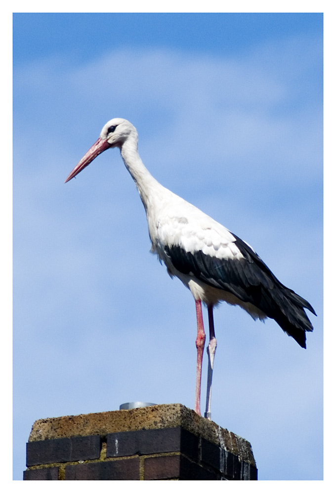 Storch auf dem falschen Schornstein