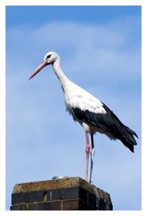 Storch auf dem falschen Schornstein