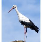 Storch auf dem falschen Schornstein