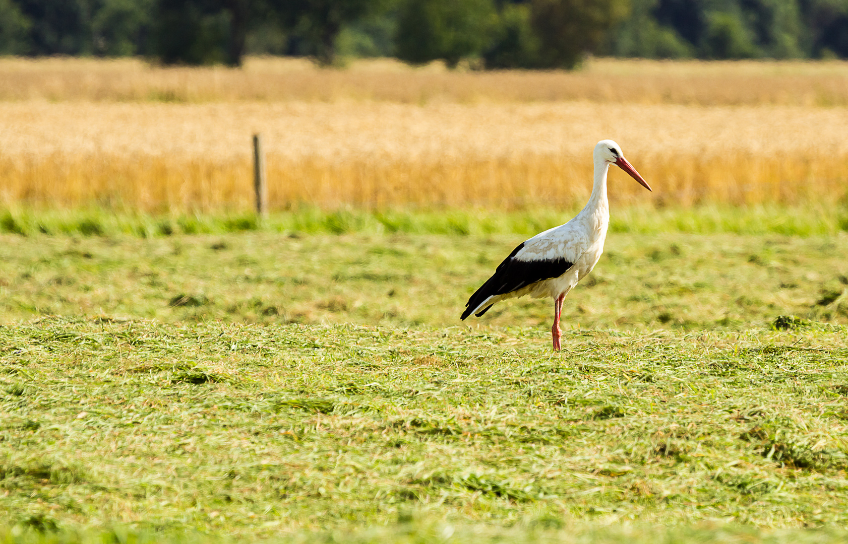 Storch auf dem Feld