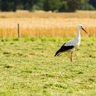 Storch auf dem Feld