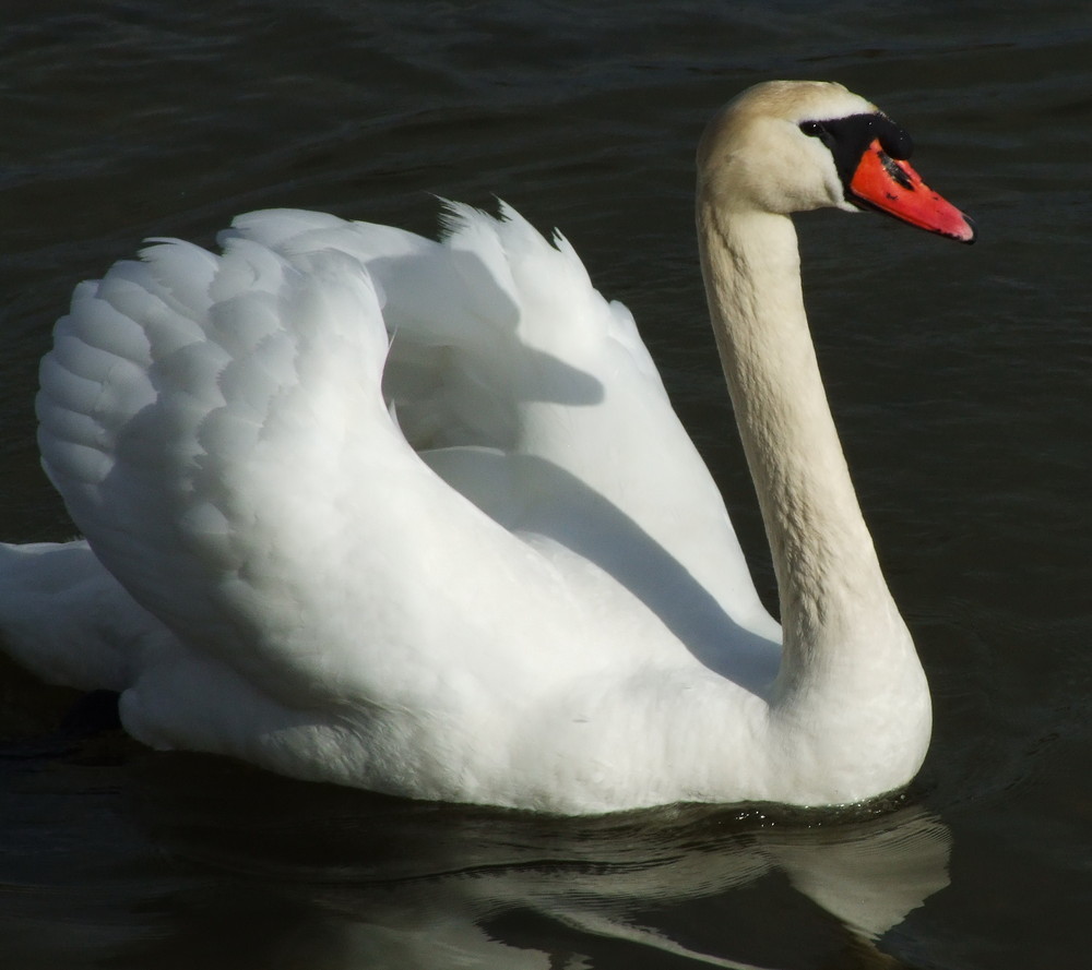 Storch auf dem Murtensee