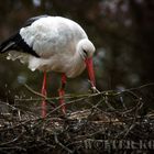 Storch auf dem Nest