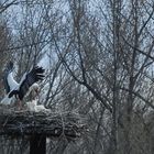 Storch auf dem Nest Begrüßung