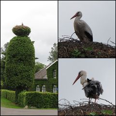 Storch auf dem Nest