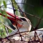 Storch auf dem Nest