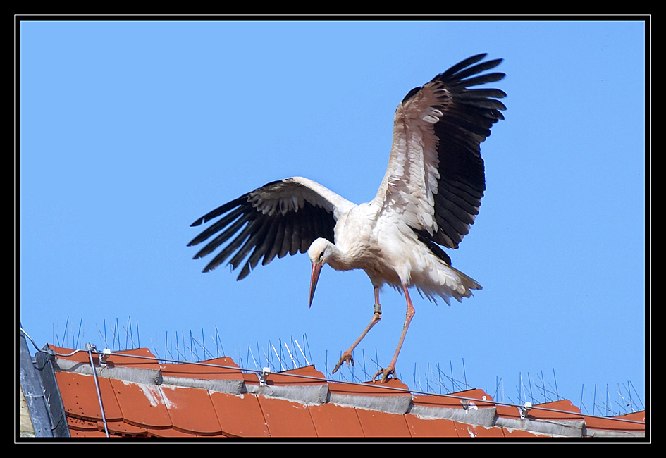 Storch auf dem Unterboihinger Kirchturm