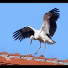 Storch auf dem Unterboihinger Kirchturm