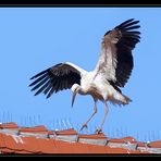 Storch auf dem Unterboihinger Kirchturm