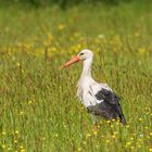 Storch auf der Blumenwiese