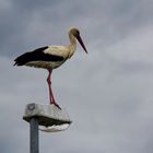 Storch auf der Lampe