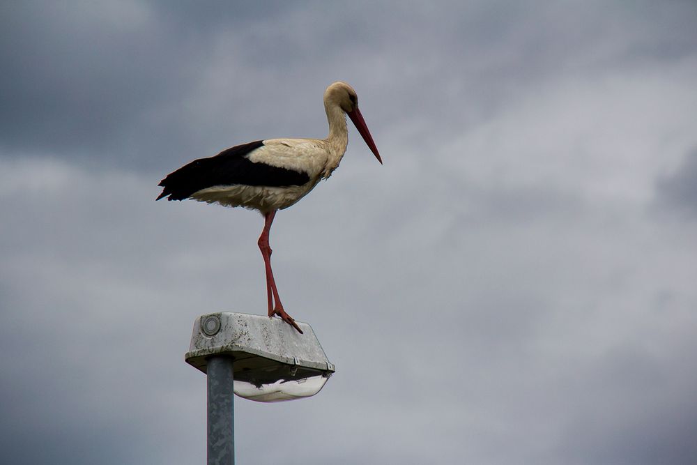 Storch auf der Lampe