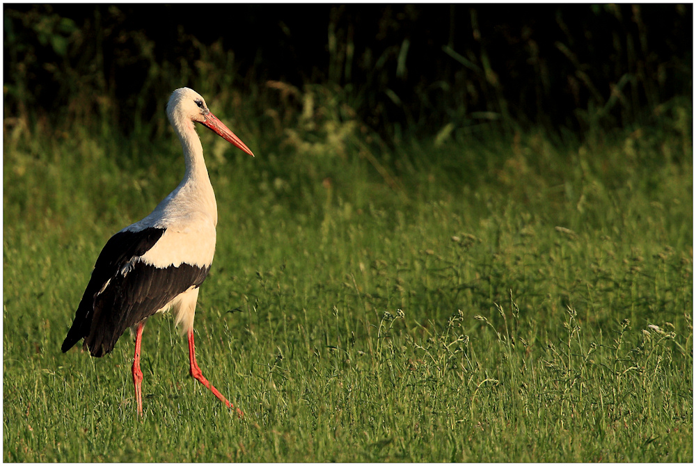 Storch auf der Nahrungsuche