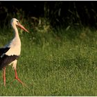 Storch auf der Nahrungsuche