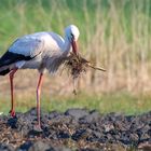 Storch auf der Suche nach Baumaterial