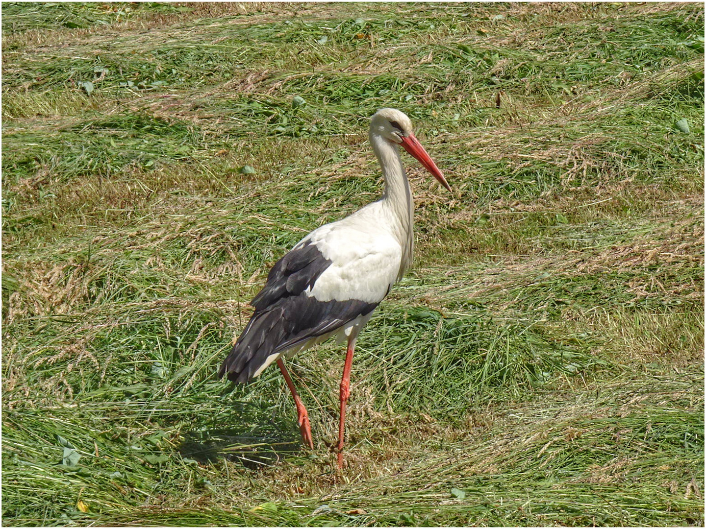 Storch auf der Suche nach Beute ????