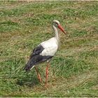 Storch auf der Suche nach Beute ????