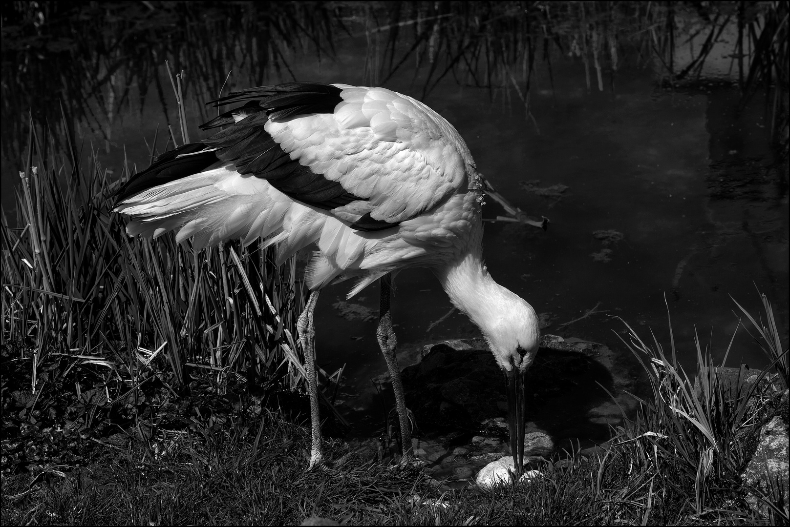 Storch auf der Suche nach Futter