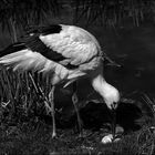 Storch auf der Suche nach Futter