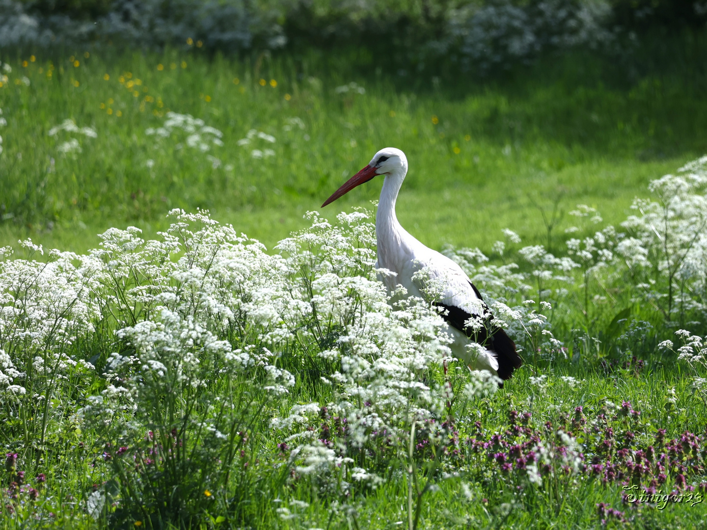 Storch auf der Wiese