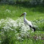 Storch auf der Wiese