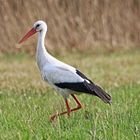 Storch auf der Wiese