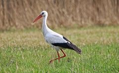 Storch auf der Wiese