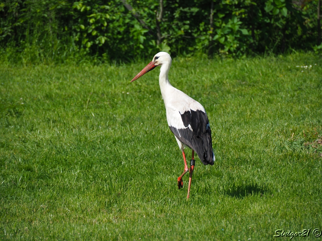 Storch auf der Wiese