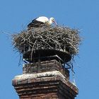 Storch auf einem alten Kamin in Weißenbourg/France