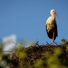 Storch auf einem Bein