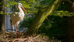 Storch auf einem Bein