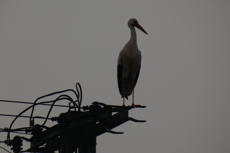 Storch auf einem Strommast