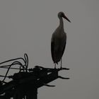 Storch auf einem Strommast