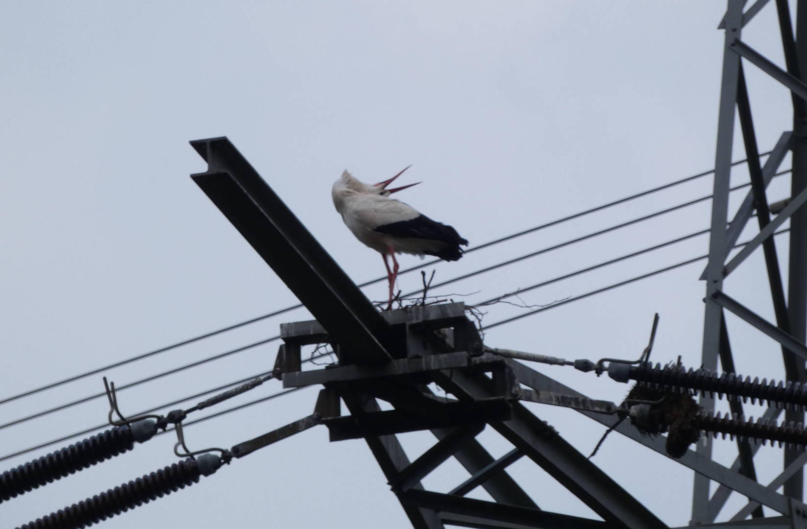 Storch auf einem Strommast im Hammer Osten