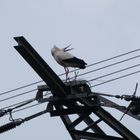 Storch auf einem Strommast im Hammer Osten