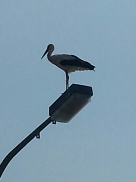 Storch auf einer Laterne