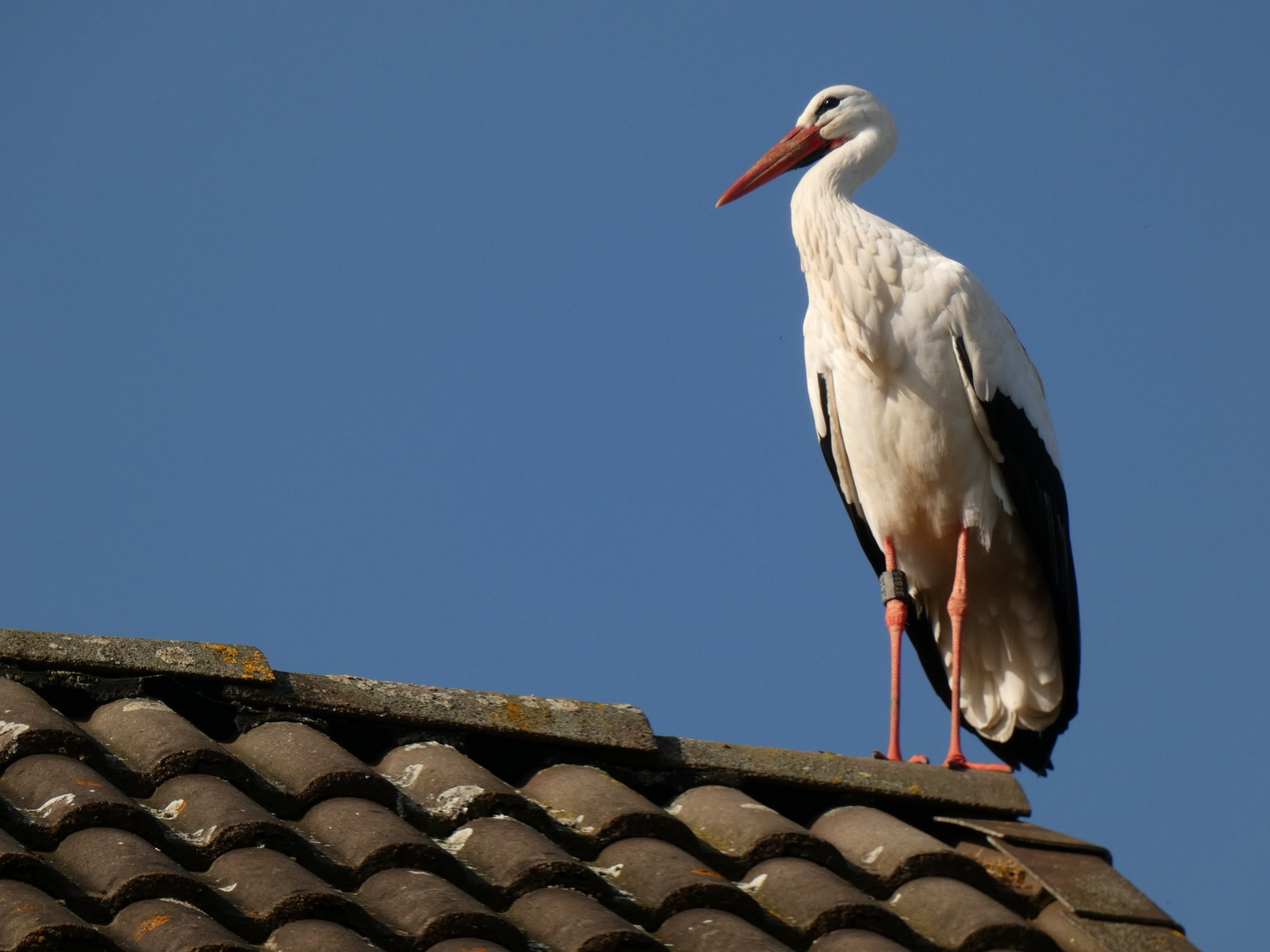 Storch auf einer Scheune