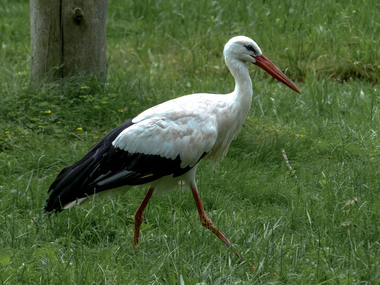 Storch auf einer Wiese