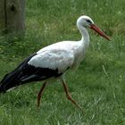 Storch auf einer Wiese