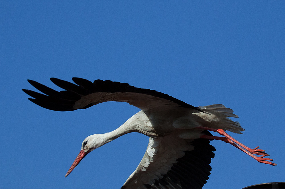 Storch auf Esse