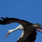 Storch auf Esse