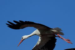 Storch auf Esse