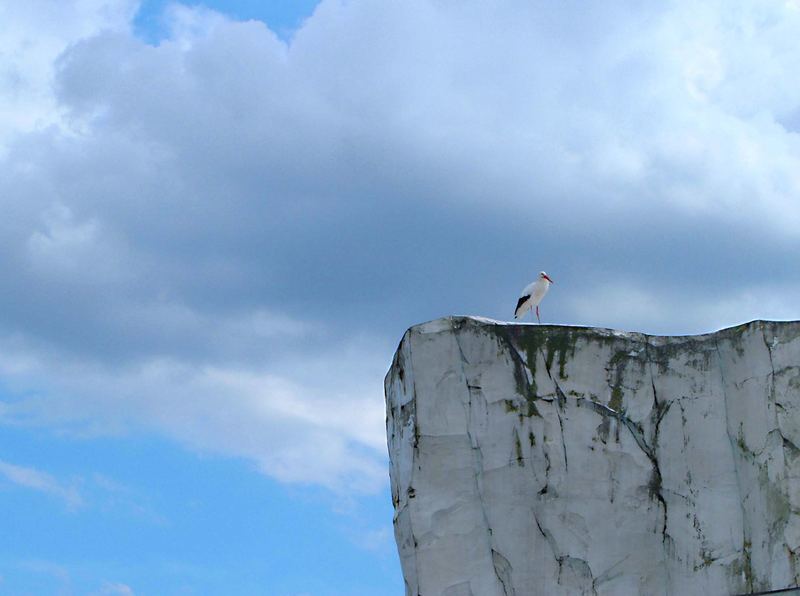 Storch auf Fels