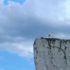 Storch auf Fels