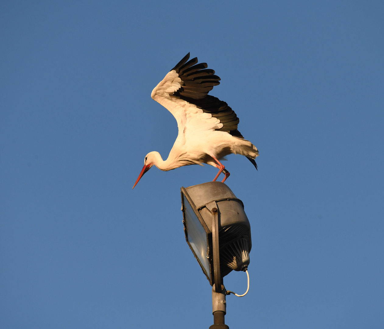 Storch auf Flutlicht