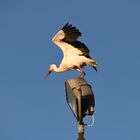 Storch auf Flutlicht