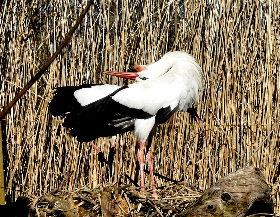 Storch auf Freiersfüssen